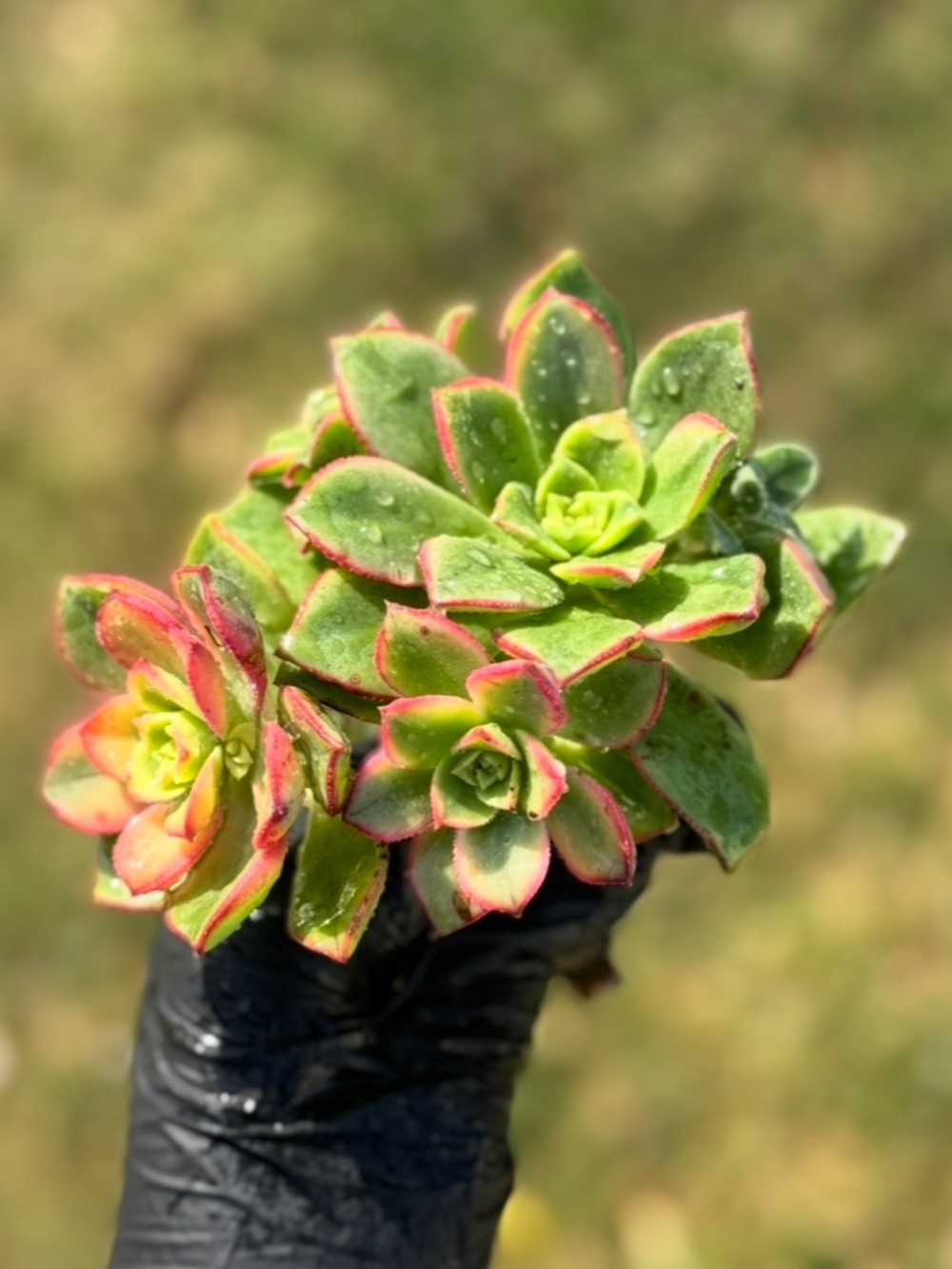 Aeonium "Kiwi"  Succulent Plant - Picture 9 of 17